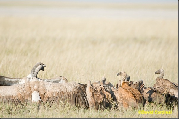 Our first view of the kill was this swarm of Vultures out on the Grassy Plains near our camp in the Kalahari