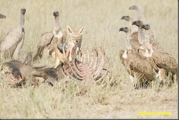 Time seemed frozen just briefly as the Jackal looked at us between bites while the Vultures stared at him