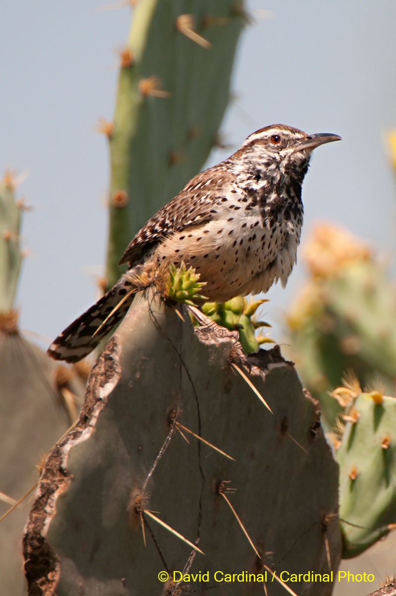 Cactus Wren Bird