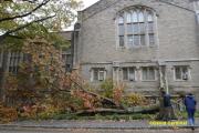 Tree blown over by Hurricane Sandy on Princeton University Campus