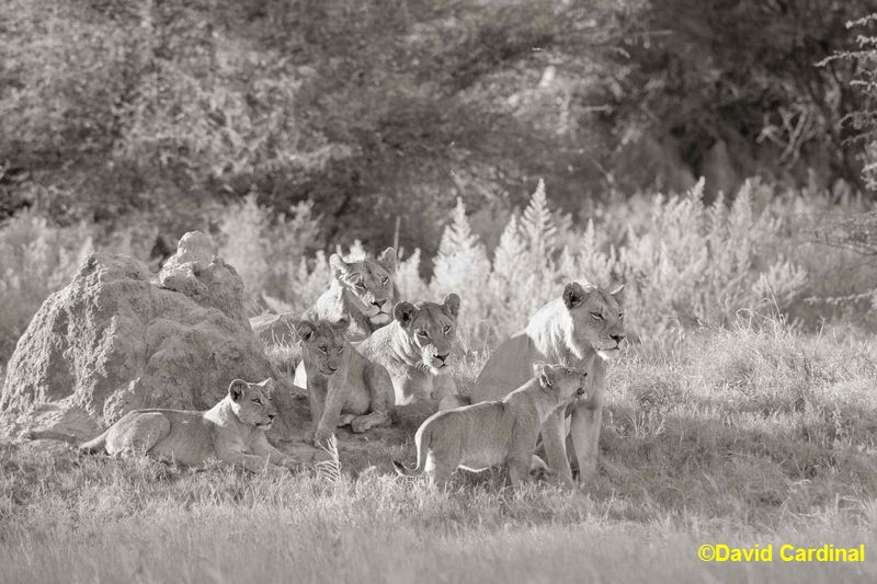 black and white nature photography. Converted to Black amp; White as