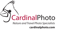 Cardinal Photo